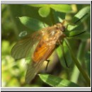 Rhagio tringarius - Schnepfenfliege w03.jpg